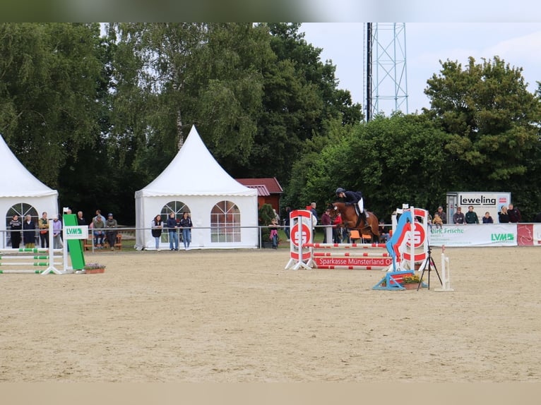 Poney de selle allemand Jument 7 Ans 142 cm Bai in Langenberg