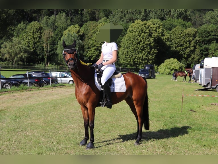 Poney de selle allemand Jument 7 Ans 142 cm Bai in Langenberg