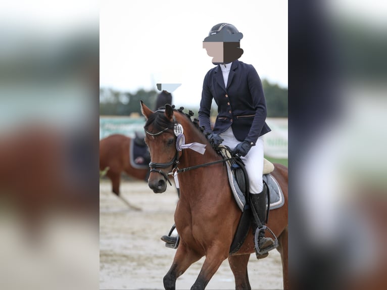 Poney de selle allemand Jument 7 Ans 142 cm Bai in Langenberg