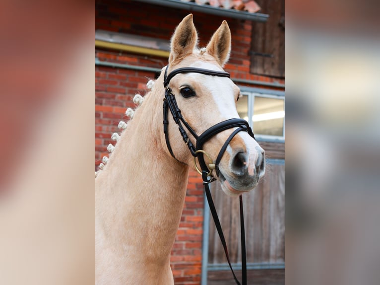 Poney de selle allemand Jument 7 Ans 142 cm Palomino in Dannenberg (Elbe)