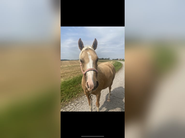 Poney de selle allemand Jument 7 Ans 142 cm Palomino in Kematen an der Krems