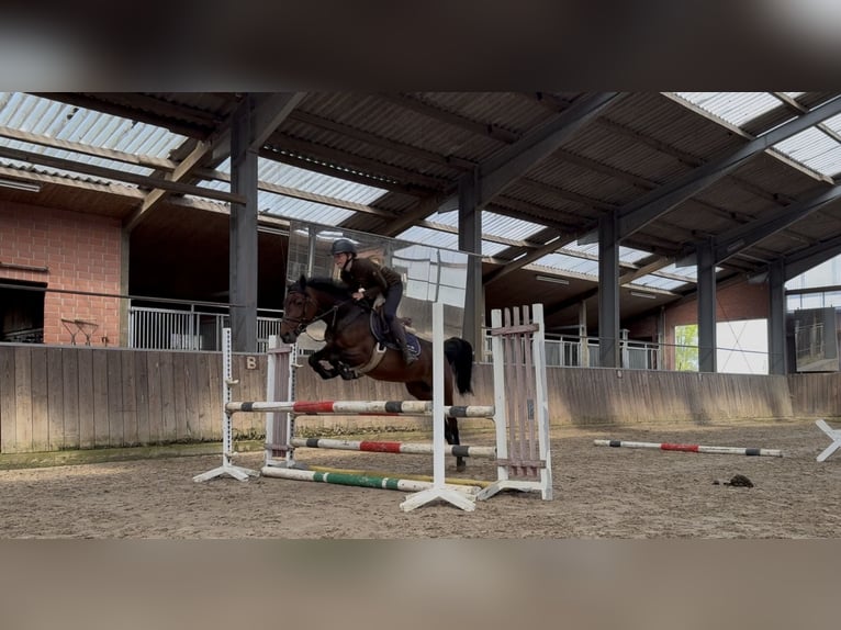 Poney de selle allemand Croisé Jument 7 Ans 143 cm Bai in Friesoythe