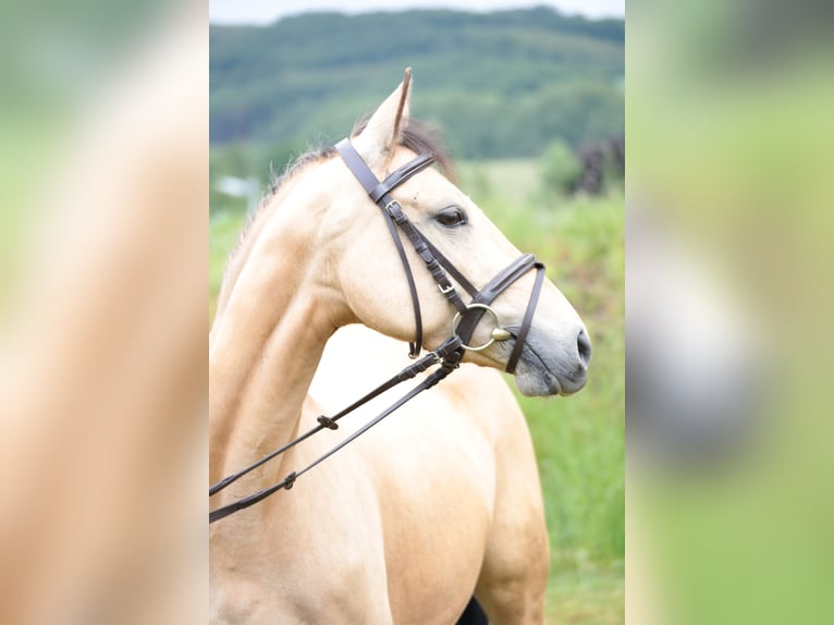 Poney de selle allemand Jument 7 Ans 143 cm Isabelle in Neuenrade