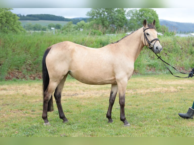 Poney de selle allemand Jument 7 Ans 143 cm Isabelle in Neuenrade