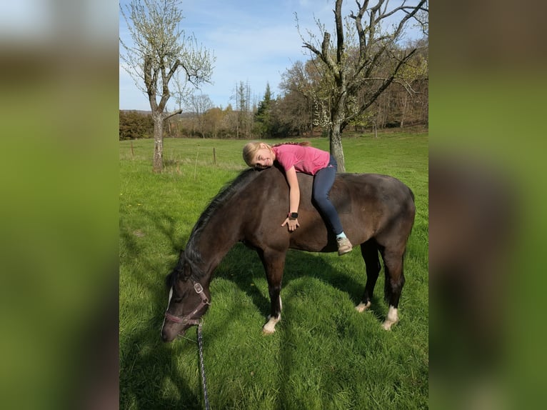 Poney de selle allemand Jument 7 Ans 143 cm Noir in Schwelm
