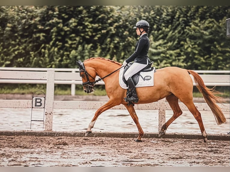 Poney de selle allemand Jument 7 Ans 144 cm Alezan in Bargstedt