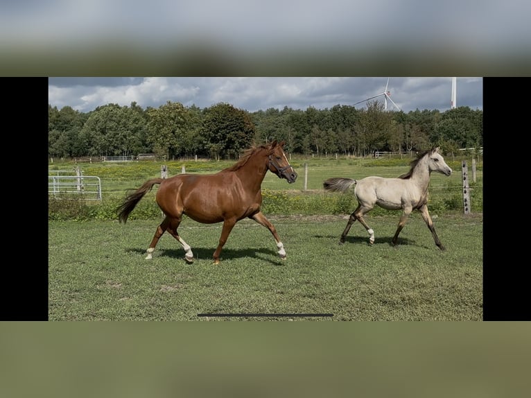 Poney de selle allemand Jument 7 Ans 144 cm Alezan in Langwedel