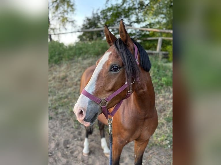 Poney de selle allemand Jument 7 Ans 144 cm Bai brun in Schwanebeck