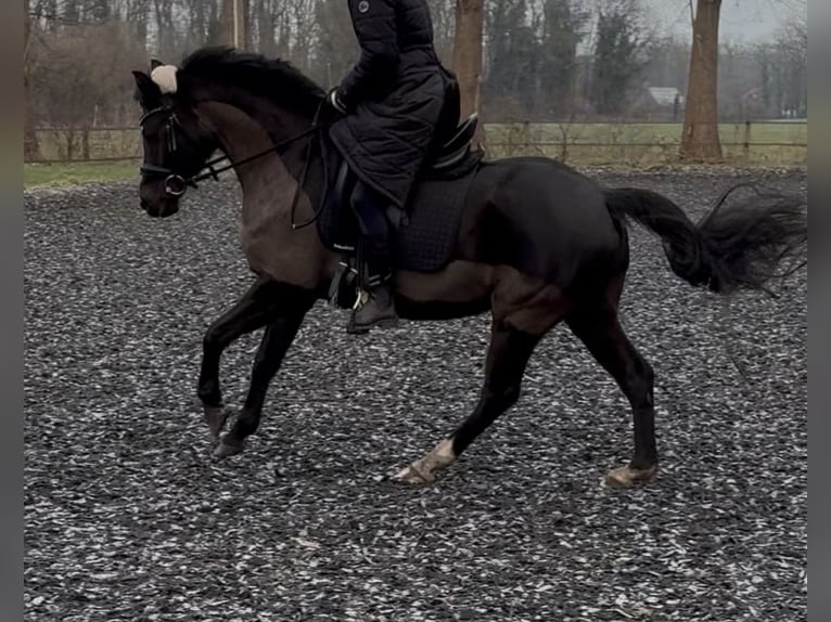 Poney de selle allemand Jument 7 Ans 144 cm Noir in Schloß Holte-Stukenbrock