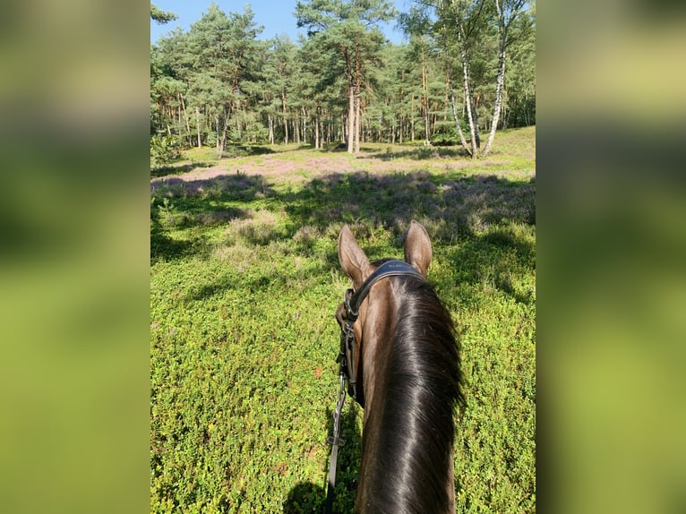 Poney de selle allemand Jument 7 Ans 144 cm Noir in Schloß Holte-Stukenbrock