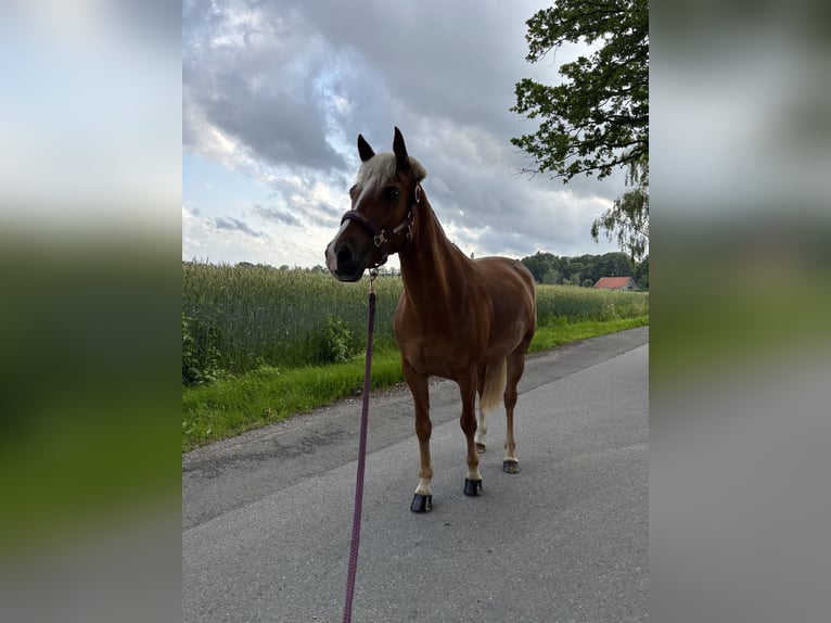 Poney de selle allemand Jument 7 Ans 145 cm Alezan brûlé in Ostercappeln