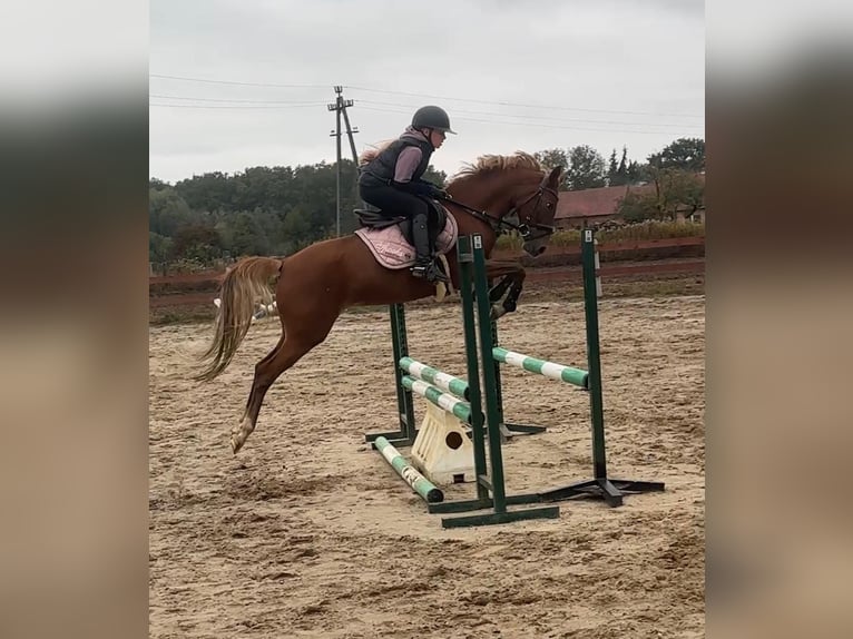 Poney de selle allemand Jument 7 Ans 145 cm Alezan in L&#x119;dziny