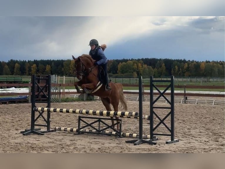 Poney de selle allemand Jument 7 Ans 145 cm Alezan in L&#x119;dziny