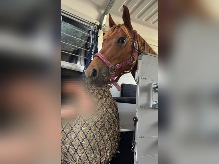 Poney de selle allemand Jument 7 Ans 145 cm Alezan in L&#x119;dziny