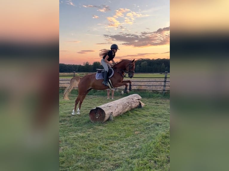 Poney de selle allemand Jument 7 Ans 145 cm Alezan in L&#x119;dziny