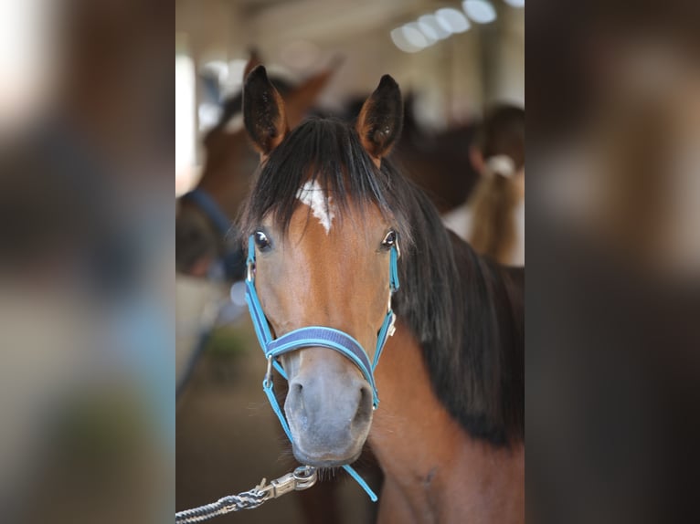 Poney de selle allemand Croisé Jument 7 Ans 145 cm Bai in Colditz