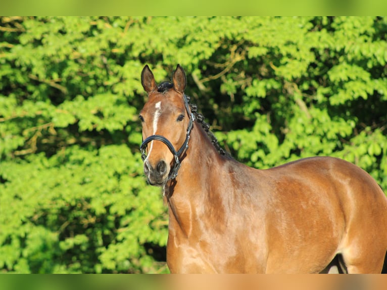 Poney de selle allemand Jument 7 Ans 145 cm Bai in Weiterstadt