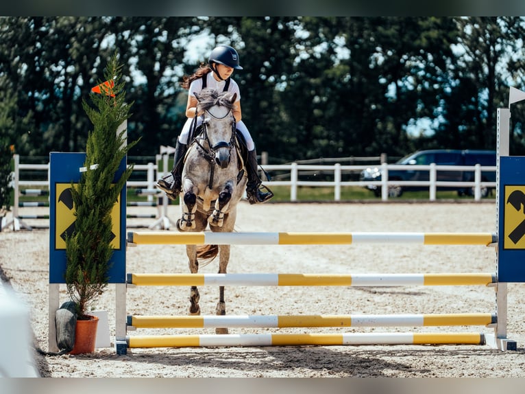 Poney de selle allemand Jument 7 Ans 145 cm Gris in Mondsee