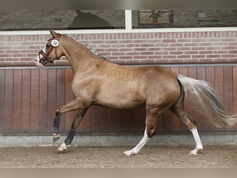 Poney de selle allemand Jument 7 Ans 145 cm Palomino in Nieuwkoop