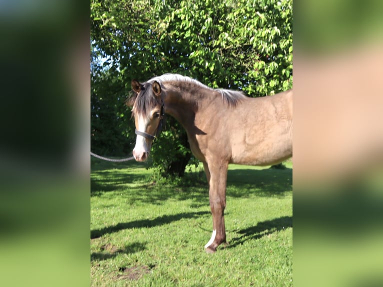 Poney de selle allemand Jument 7 Ans 145 cm Palomino in Soest