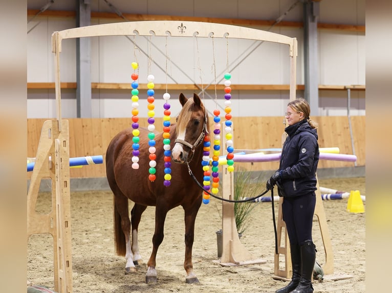Poney de selle allemand Jument 7 Ans 146 cm Alezan brûlé in Stuhr
