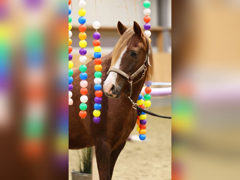 Poney de selle allemand Jument 7 Ans 146 cm Alezan brûlé in Stuhr