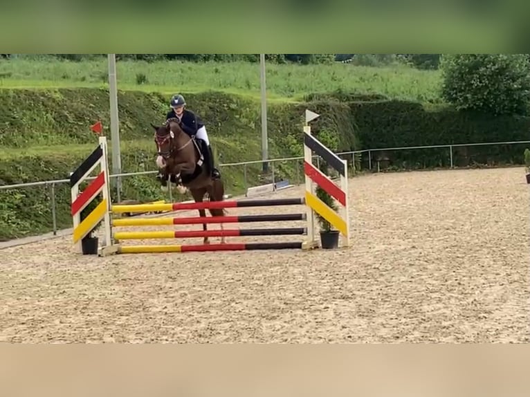 Poney de selle allemand Jument 7 Ans 146 cm Alezan in Bad Zwesten