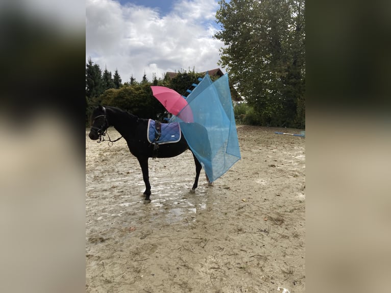 Poney de selle allemand Jument 7 Ans 146 cm Bai brun in St. Margarethen an der Raab