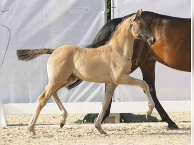 Poney de selle allemand Jument 7 Ans 146 cm Bai in Gescher