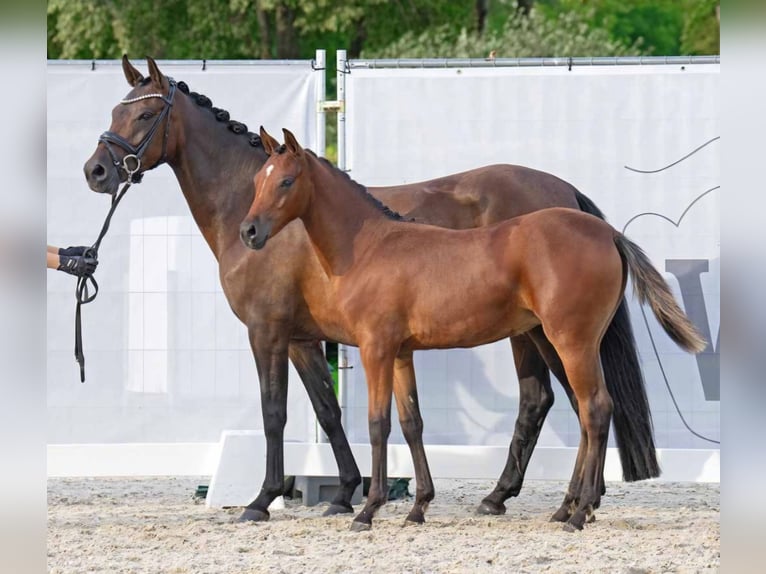 Poney de selle allemand Jument 7 Ans 146 cm Bai in Gescher