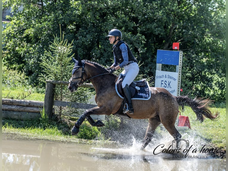 Poney de selle allemand Jument 7 Ans 146 cm Buckskin in Winnenden