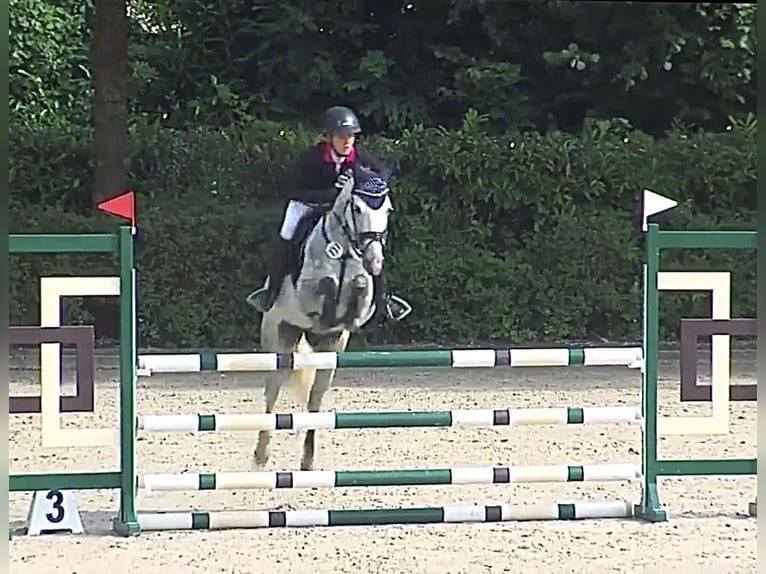 Poney de selle allemand Jument 7 Ans 146 cm Gris pommelé in Kalletal