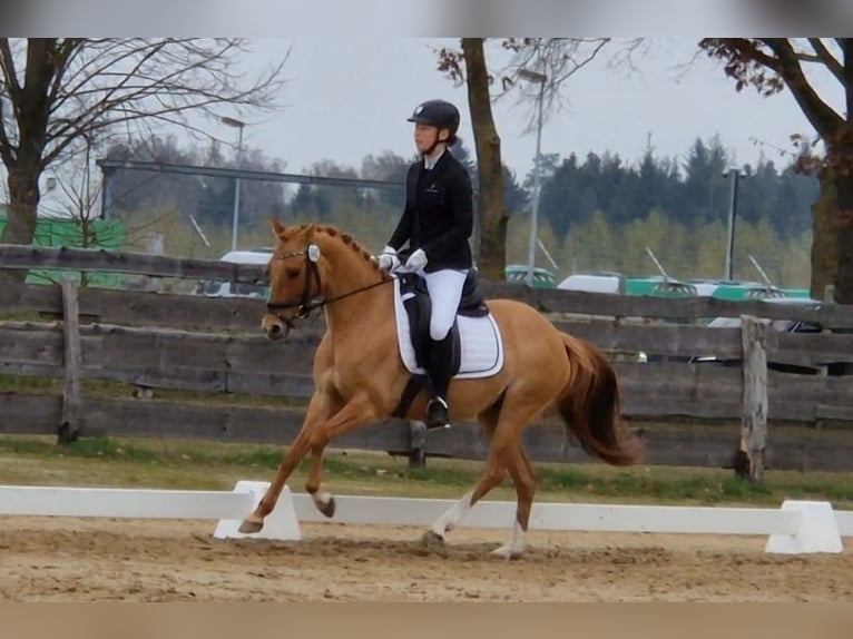 Poney de selle allemand Jument 7 Ans 146 cm Isabelle in Benitz