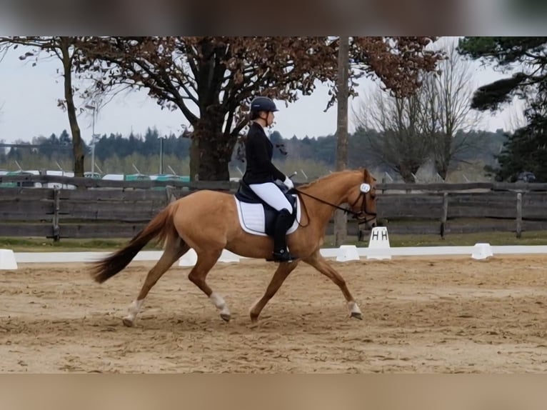 Poney de selle allemand Jument 7 Ans 146 cm Isabelle in Benitz