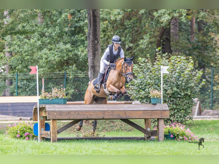 Poney de selle allemand Jument 7 Ans 147 cm Alezan in Trossingen