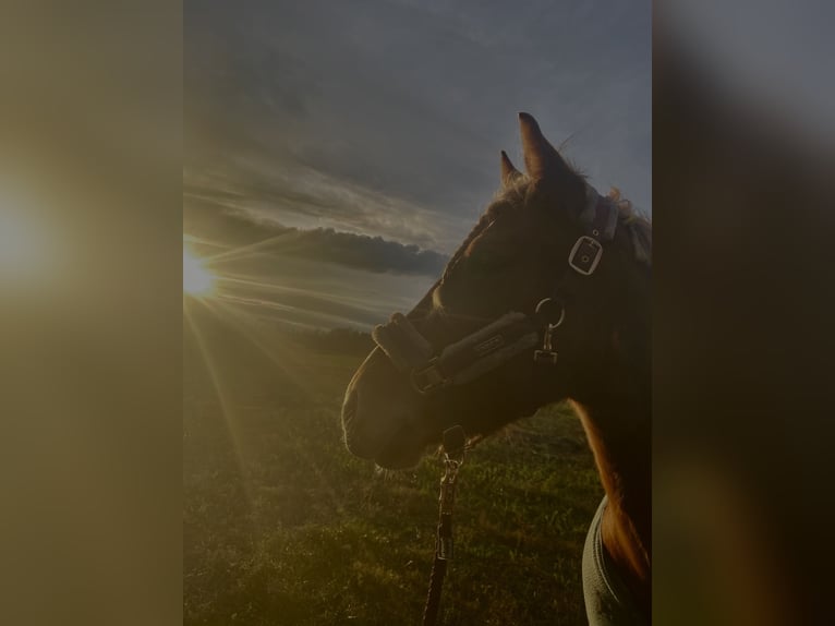 Poney de selle allemand Croisé Jument 7 Ans 147 cm Alezan in Ortona