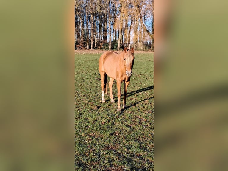 Poney de selle allemand Jument 7 Ans 147 cm Alezan dun in Badbergen