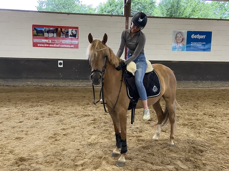 Poney de selle allemand Jument 7 Ans 147 cm Alezan dun in Badbergen