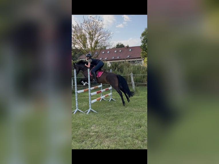 Poney de selle allemand Jument 7 Ans 147 cm Bai brun in Laage