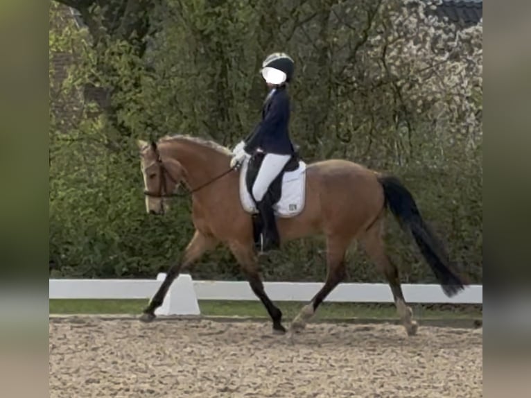 Poney de selle allemand Jument 7 Ans 147 cm Buckskin in Meppen