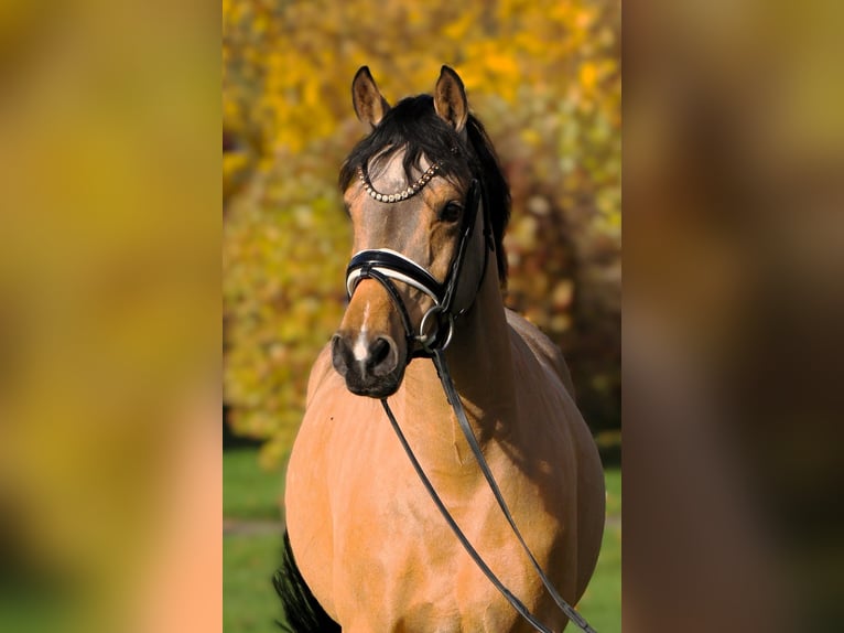 Poney de selle allemand Jument 7 Ans 147 cm Isabelle in Rehburg-Loccum Münchehagen