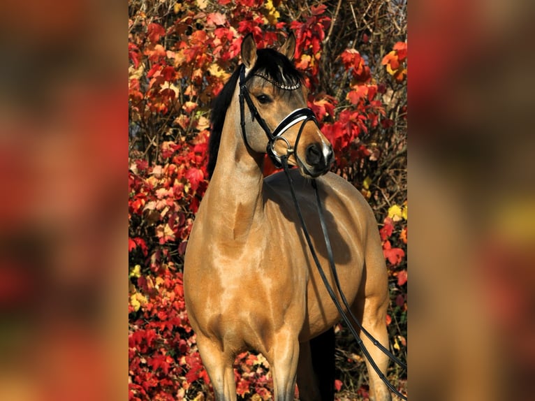 Poney de selle allemand Jument 7 Ans 147 cm Isabelle in Rehburg-Loccum Münchehagen