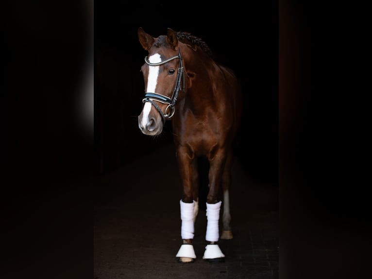 Poney de selle allemand Jument 7 Ans 148 cm Alezan brûlé in Marienfeld