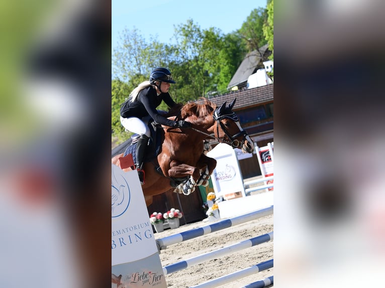 Poney de selle allemand Jument 7 Ans 148 cm Alezan in Sankt Peter am Kammersberg