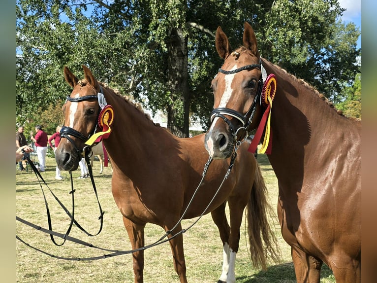 Poney de selle allemand Jument 7 Ans 148 cm Alezan in Dallgow-Döberitz