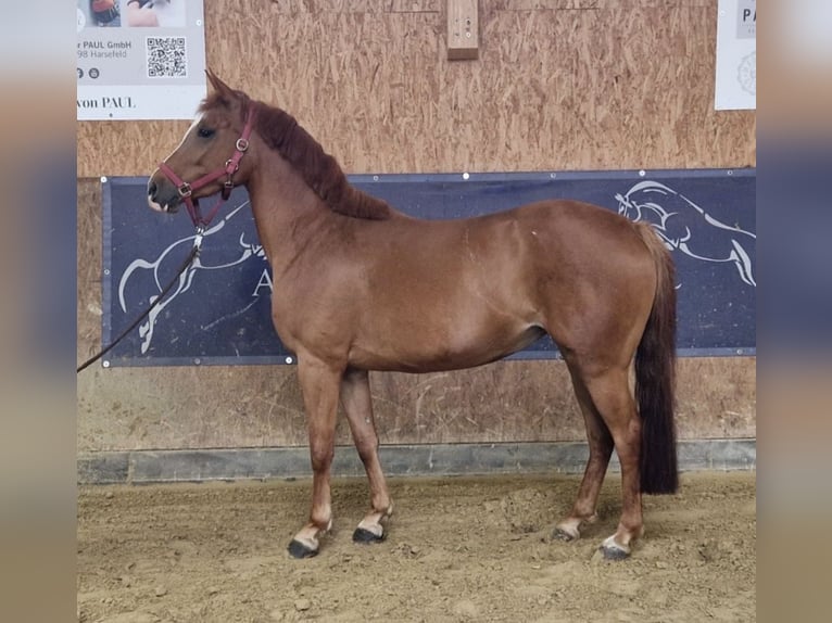 Poney de selle allemand Jument 7 Ans 148 cm Alezan in Sankt Peter am Kammersberg