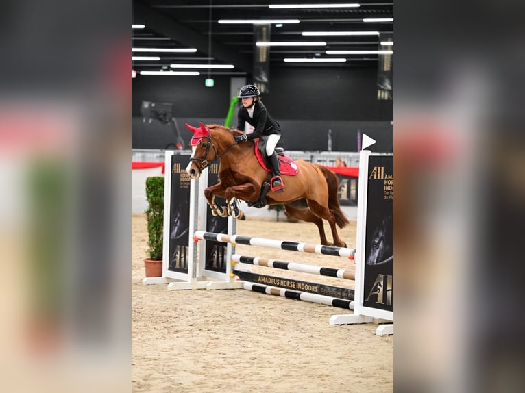 Poney de selle allemand Jument 7 Ans 148 cm Alezan in Sankt Peter am Kammersberg