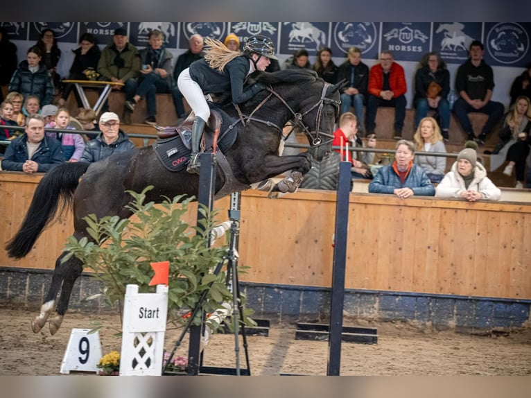 Poney de selle allemand Jument 7 Ans 148 cm Bai brun in Uedem