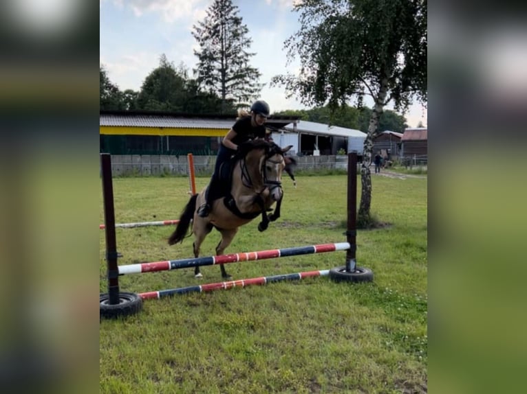 Poney de selle allemand Jument 7 Ans 148 cm Buckskin in Syke