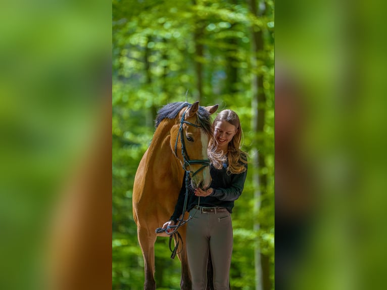 Poney de selle allemand Jument 7 Ans 148 cm Buckskin in Rumohr